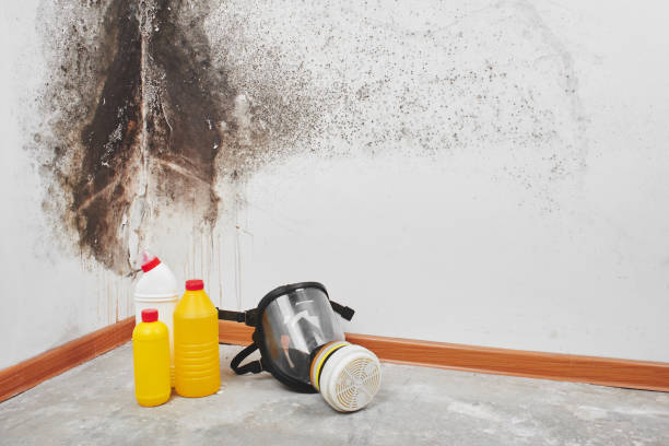 Best Mold Testing  in Lake Holm, WA