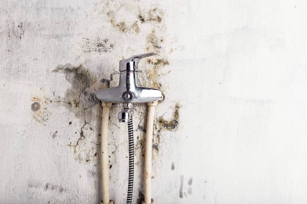 Best Mold Testing and Removal  in Lake Holm, WA