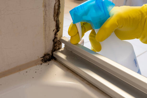 Best Professional Mold Removal  in Lake Holm, WA