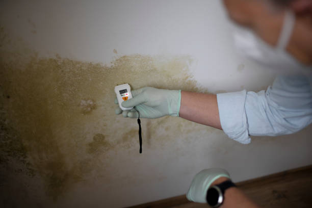 Best Local Mold Removal Service  in Lake Holm, WA