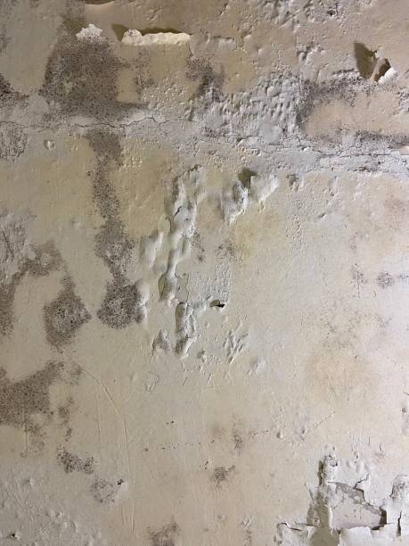 Best Certified Mold Removal  in Lake Holm, WA