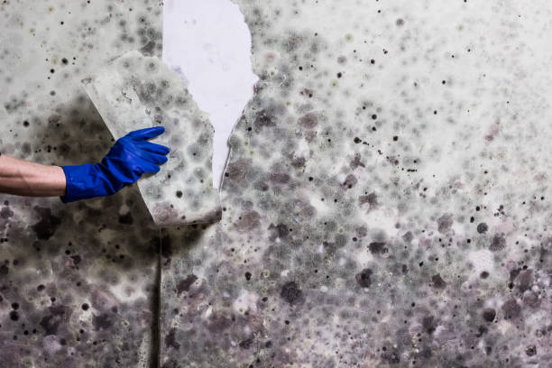 Best Emergency Mold Removal  in Lake Holm, WA